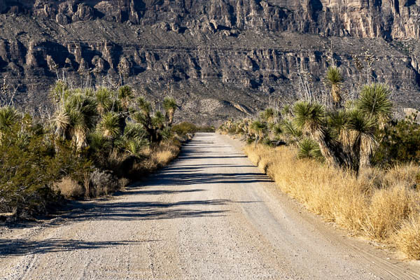 Road with Soaptree Yuccas in Big Bend National Park