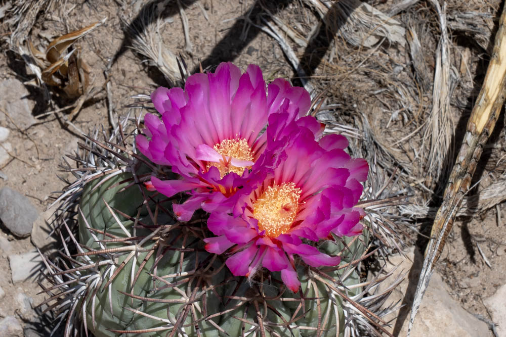 Devilshead Cactus or Turk's Head Cactus in Big Bend