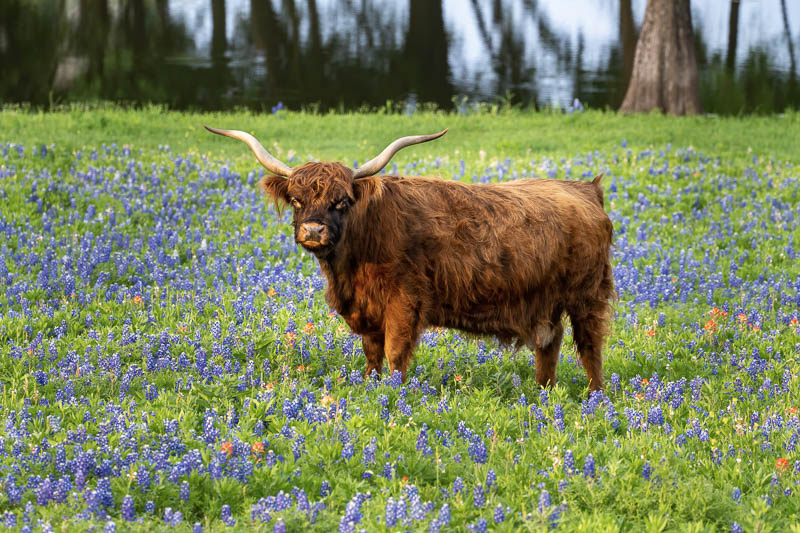 Cow and Bluebonnets
