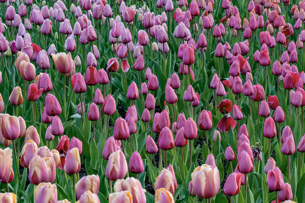 Field of Tulips