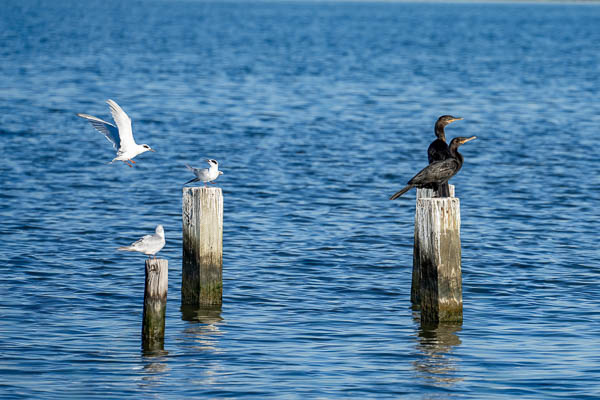Forster's Tern at Sabine Pass