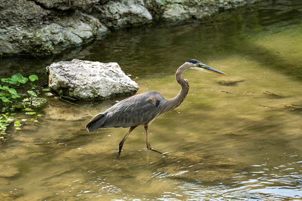 Great Heron