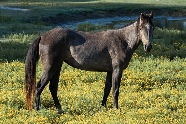 Horse and Field