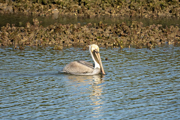 Pelican at Bahia Grande