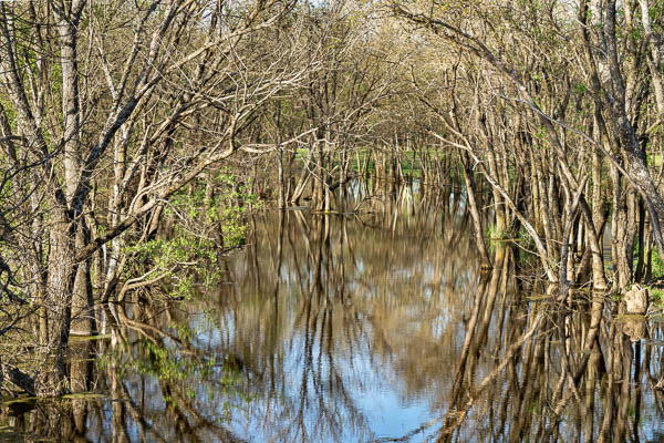 Pond and Trees