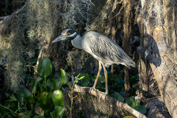 Texas Wild Prints -Yellow-crowned Night Heron
